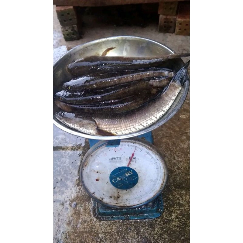 

ikan gabus segar 1kg