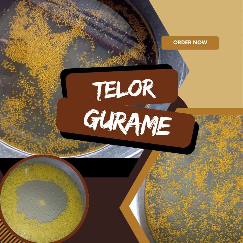 

Telur Gurame Padang paket 500 hemat berkualitas