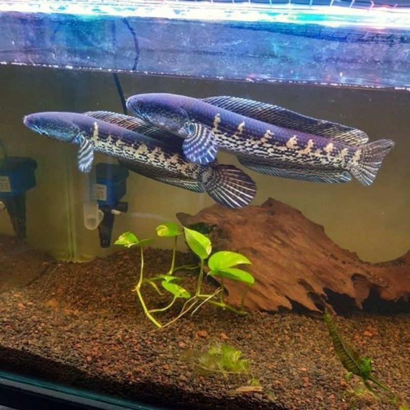 Auranti hasil bredingan sendiri promo murah meriah