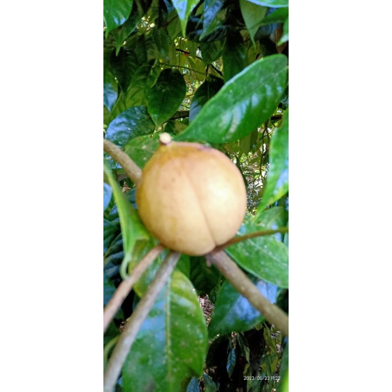 

BUAH PALA segar utuh