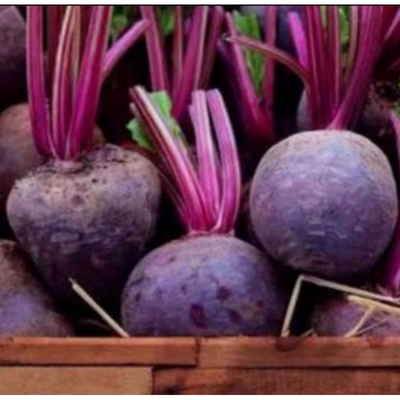 

BUAH BIT SEGAR / kilo