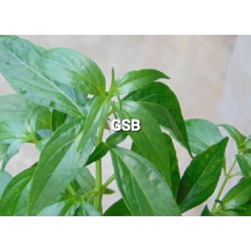 

Daun sambiloto segar petik langsung fresh