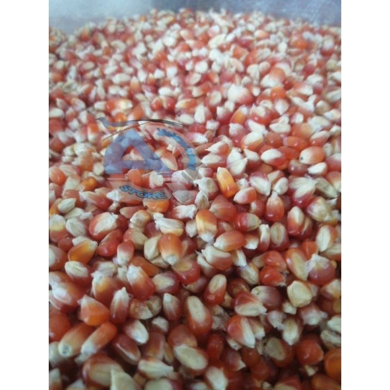 JAGUNG BULAT CILILIN JAGUNG KRISTAL JAGUNG PAKAN BURUNG MERPATI