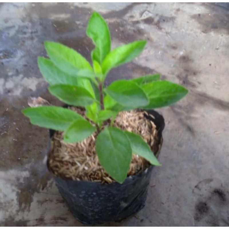 Tanaman herbal sambung nyawa