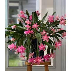 Tanaman hias bunga Wijaya Kusuma Warna warni Asli besar /  Bunga Gantung Hidup wijaya kusuma warna w