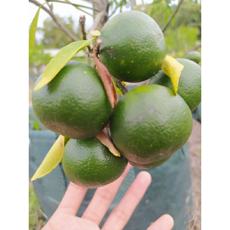 

jeruk nipis / jeruk bayi / jeruk lemon / jeruk limau