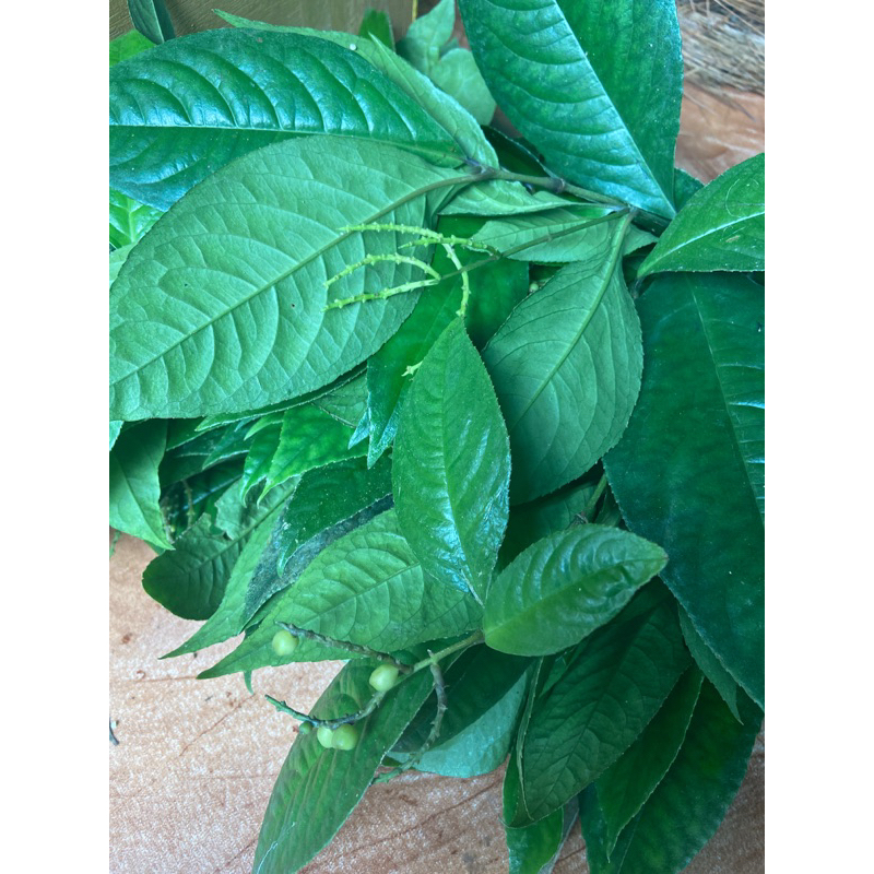 

Daun karas tulung daun kitulang segar 500 gram-az