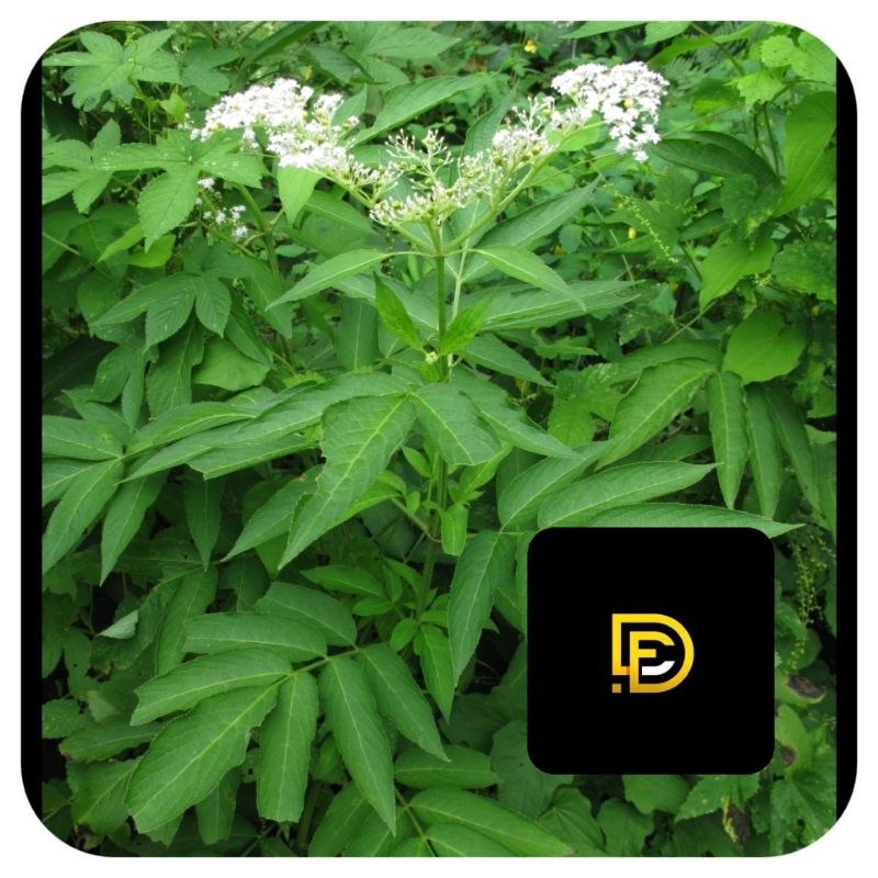 

Daun sangitan atau sambucus javanica segar 300 gram-az