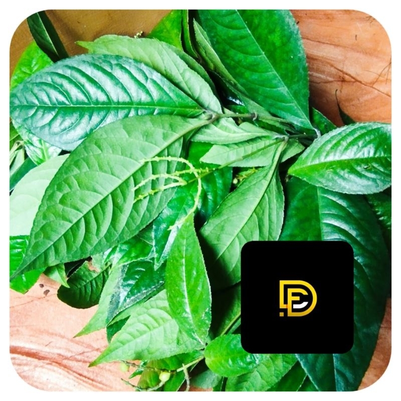 

Daun karas tulang daun kitulang segar 500 gram-az