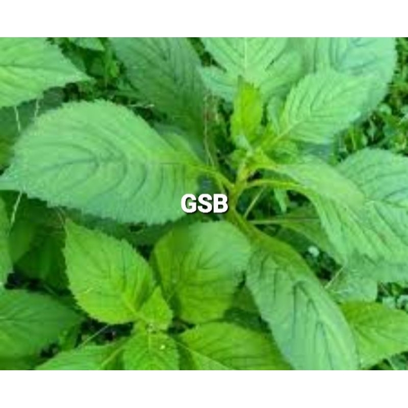 

Daun sintrong segar petik langsung 1 kg