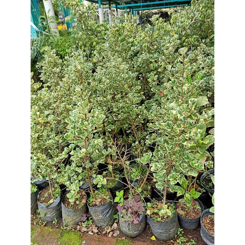 ficus triangularis variegata