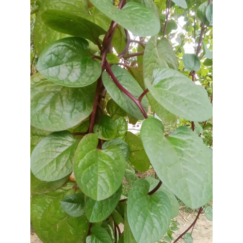 DAUN BINAHONG_Daun binahong merah