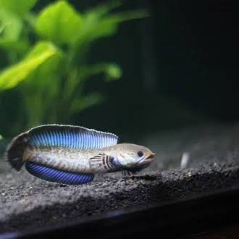 Andrao 9/10 cm SingleTank