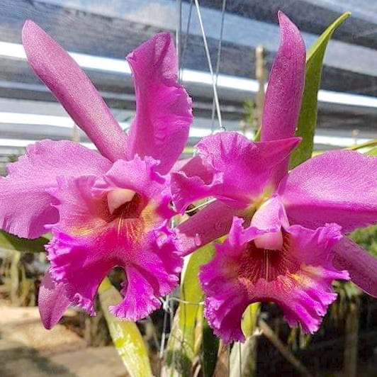 Anggrek Thamai Glory 'clone #002' CATTLEYA TAIWAN remaja / dewasa (sudah berbunga berkali-kali) - BU