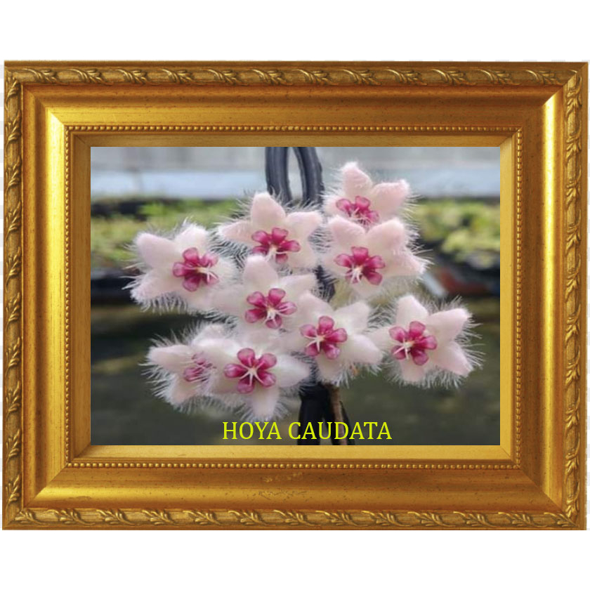 hoya caudata SP Kalimantan