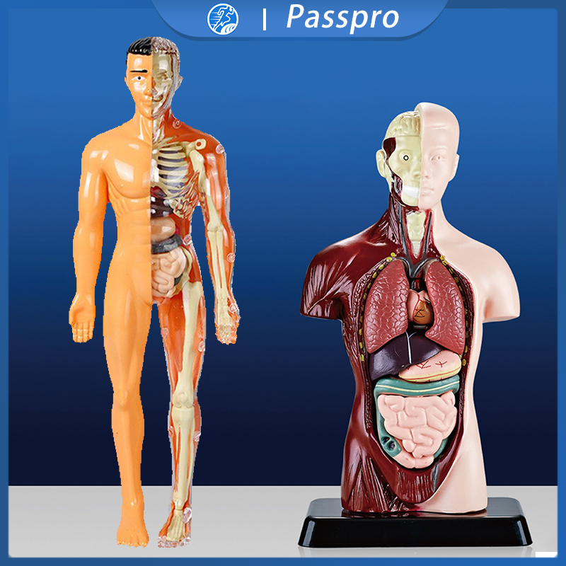 Mainan Rakitan Model Kerangka Manusia Kerangka Manusia Model Alat Peraga Edukatif Torso Anatomi Tubu