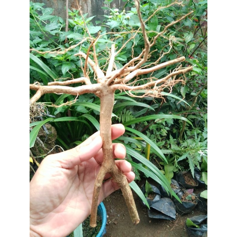 AKAR SENGGANI AQUASCAPE / AKAR SENGANI