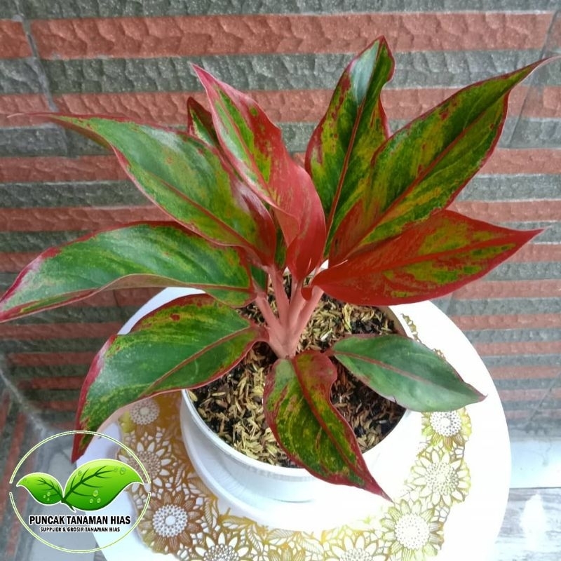 Tanaman hias aglonema lipstik - Aglonema lipstik merah