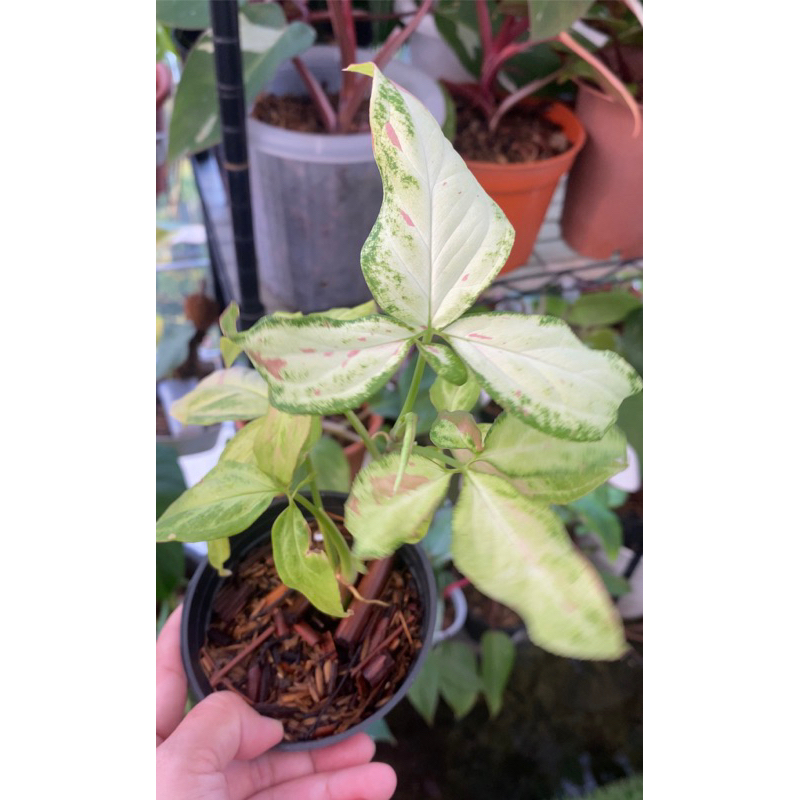 syngonium strawberry milk