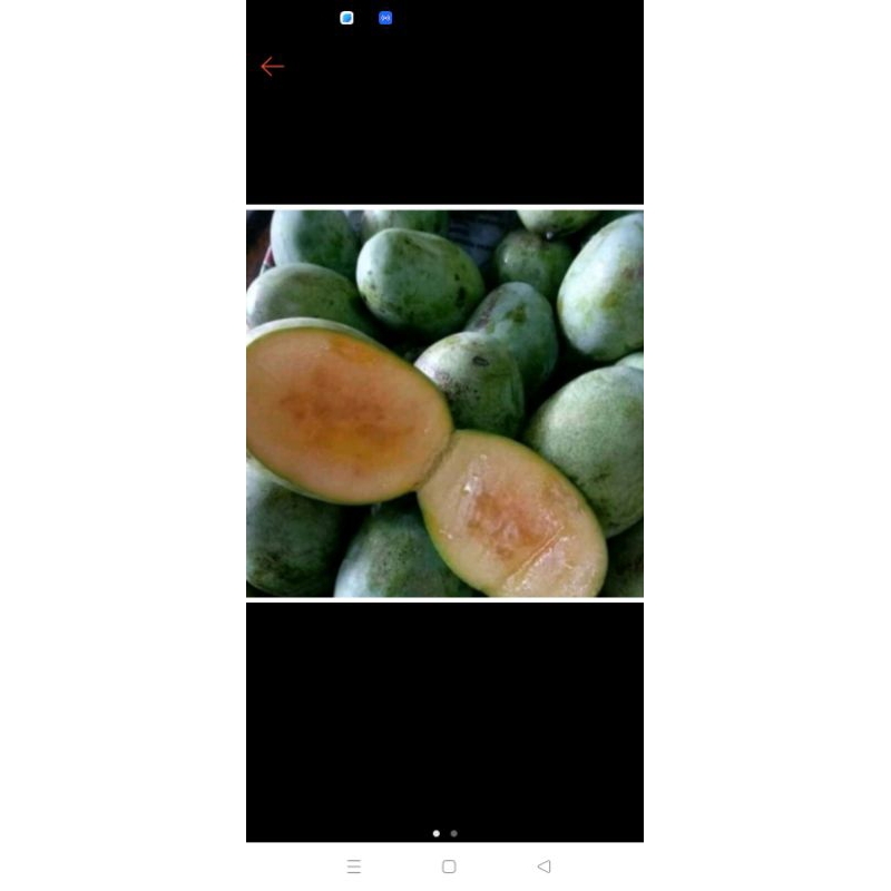 

mangga simanalagi 1kg