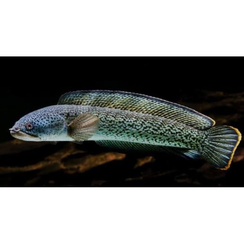 CHANNA BARCA 15CM REAL