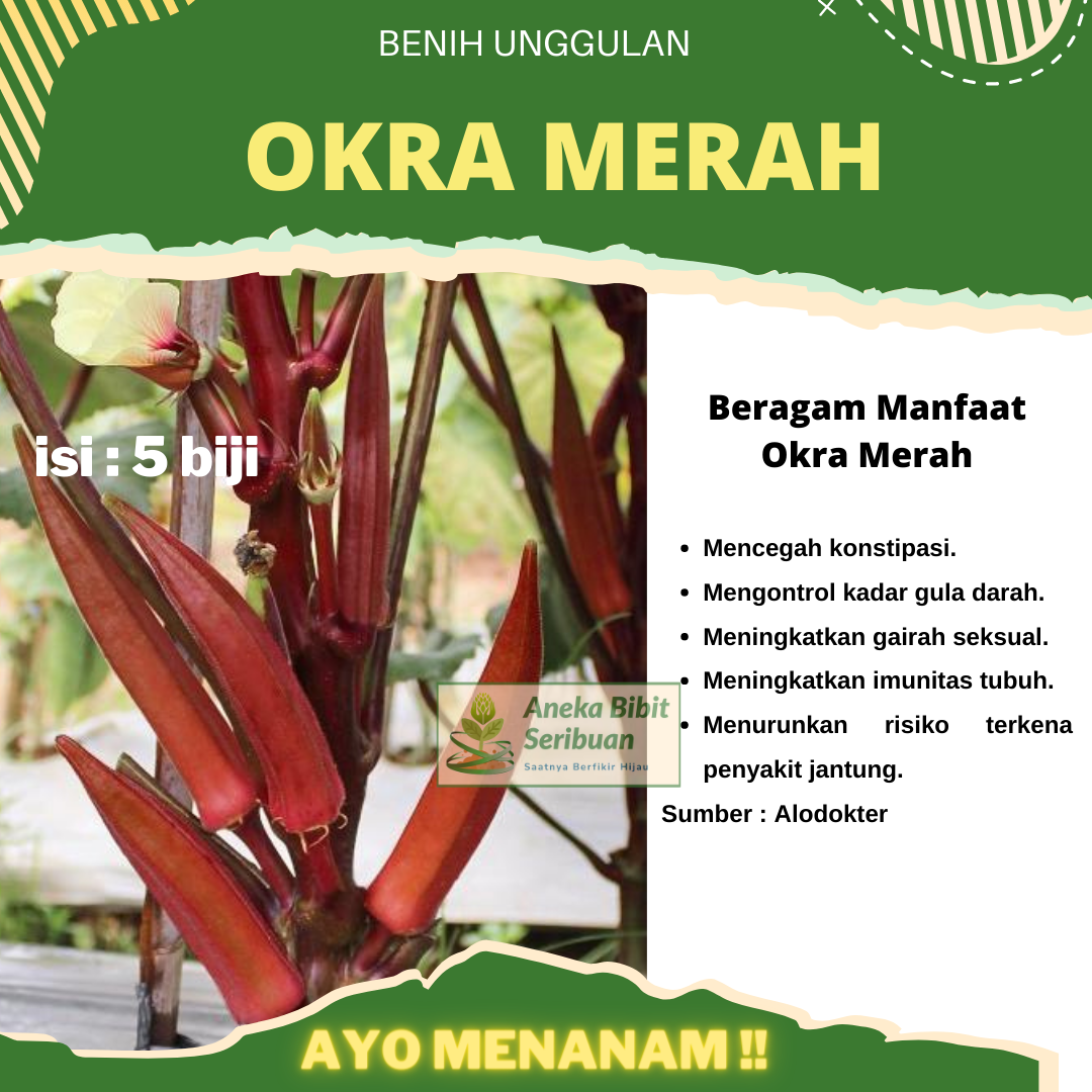 5 Biji - Benih Okra Merah Kaya manfaat - Bibit Sayur Sayuran Okra Bibit Okra Hijau