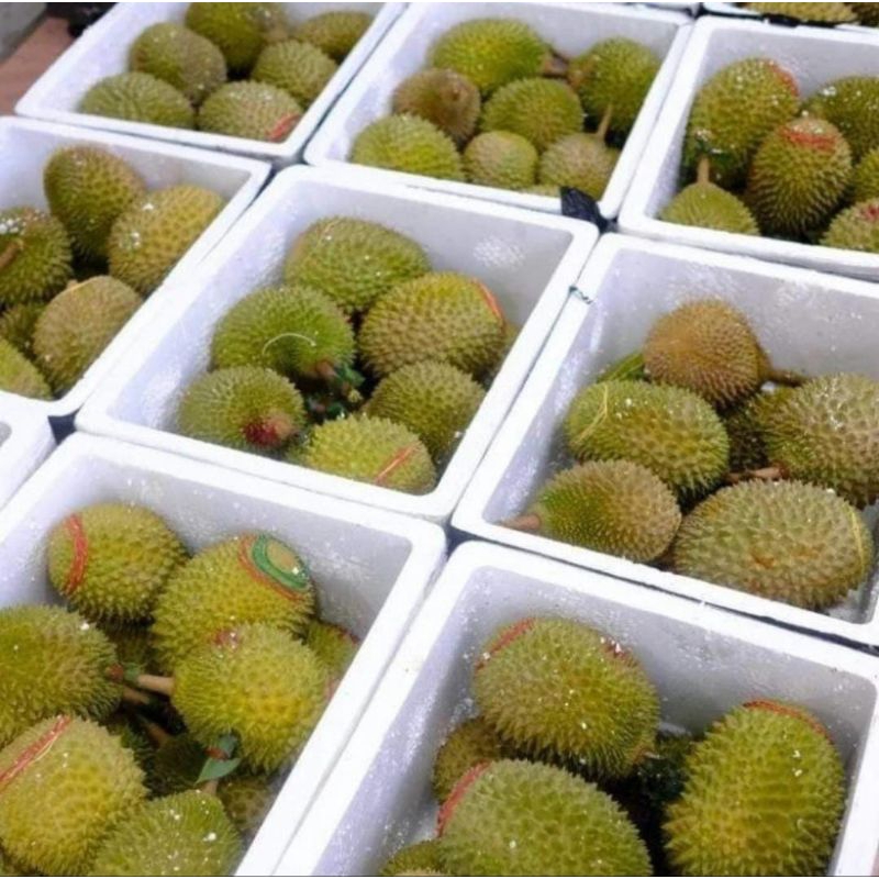 

DURIAN MUSANGKING BULATAN FRESH KILOAN 1 buah