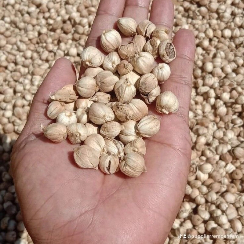 

Kapulaga jamu atau kapulaga Lokal 100gr