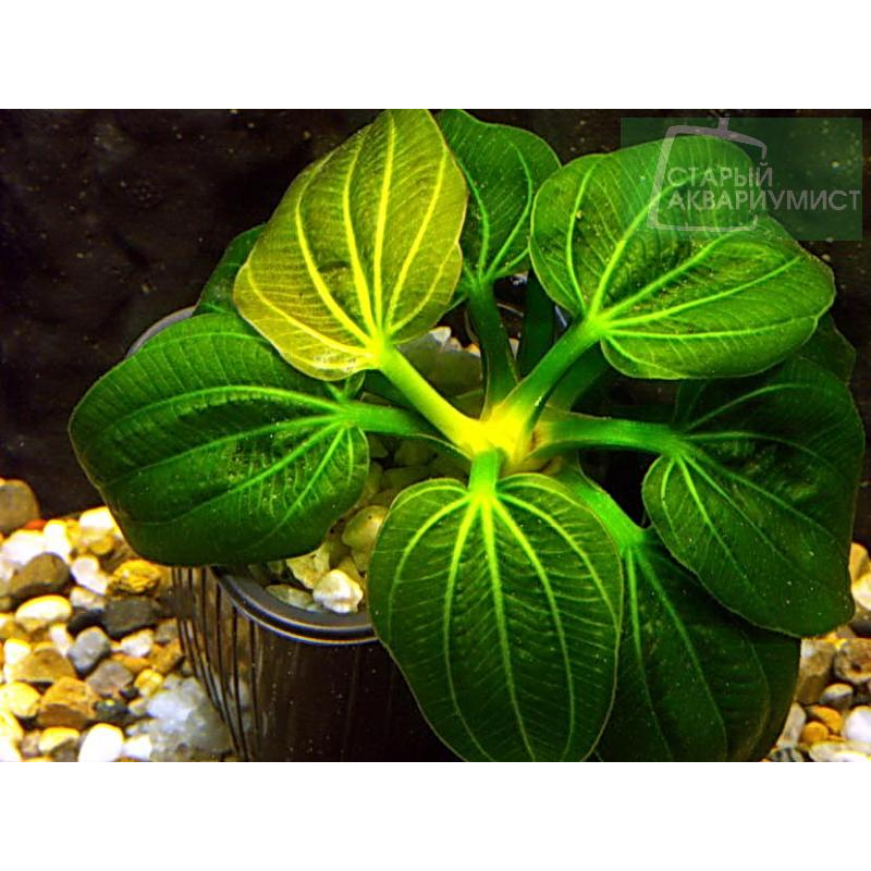 Echinodorus Iguazu 2009 - Tanaman Aquascape Premiuum