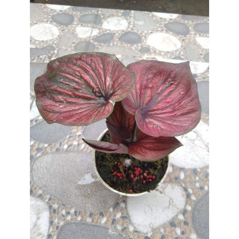 KELADI DAUN GANDA ( CALADIUM HYBRID )