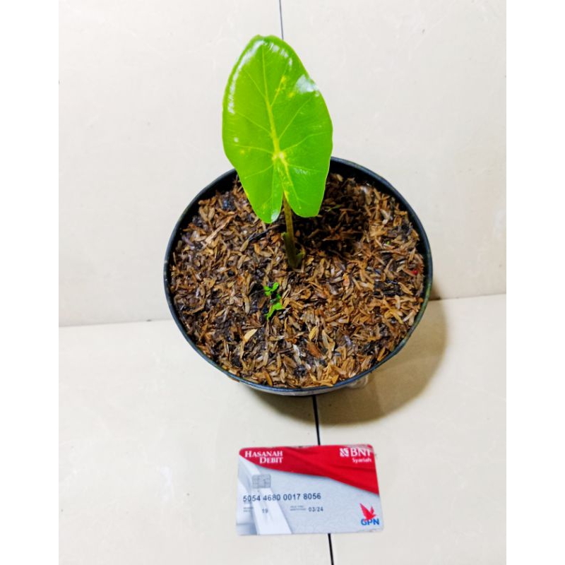 newguinea golden(sente kuning)