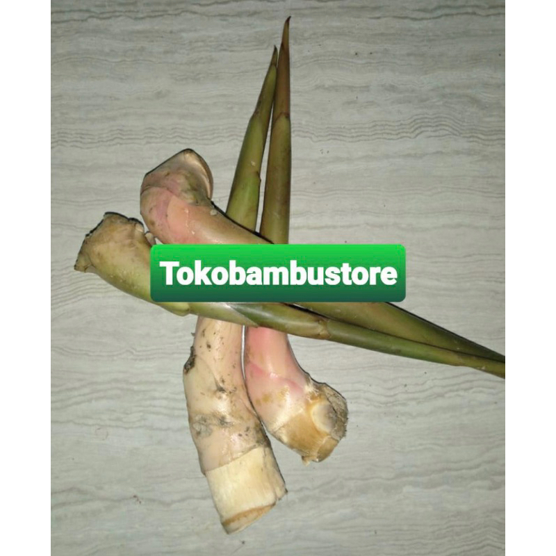 

Batang honje muda kercombrang muda 1 kg untuk sayur-az