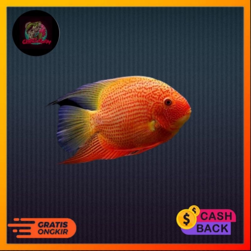 Hiasan aquarium ikan golden severum