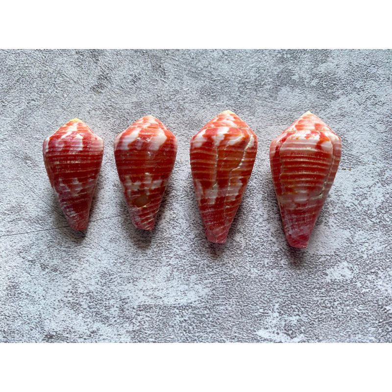 CONUS PERTUSUS