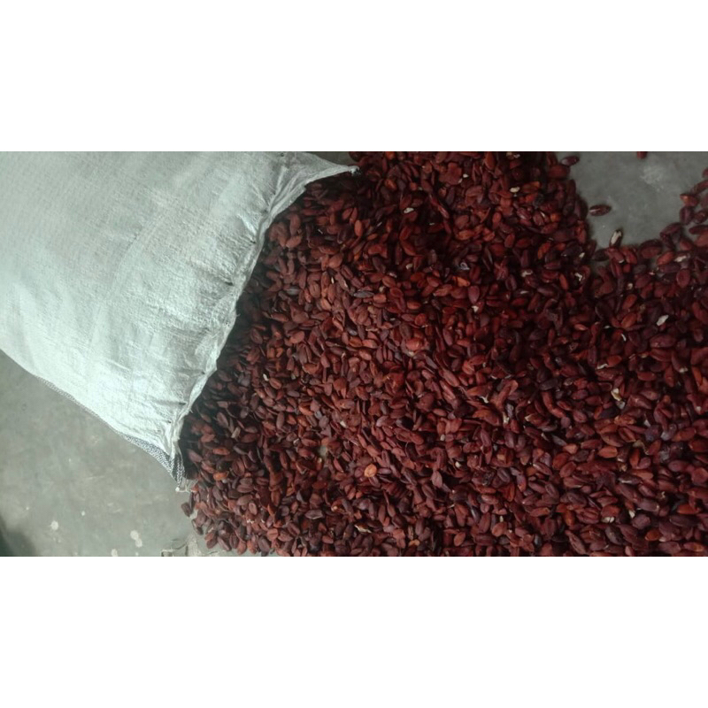 Kacang kenari kulit 100gr 250gr 500gr