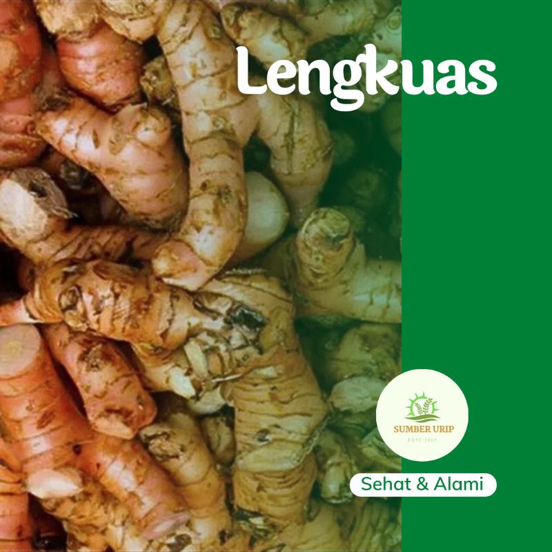 

Lengkuas Laos Segar 1 Kg
