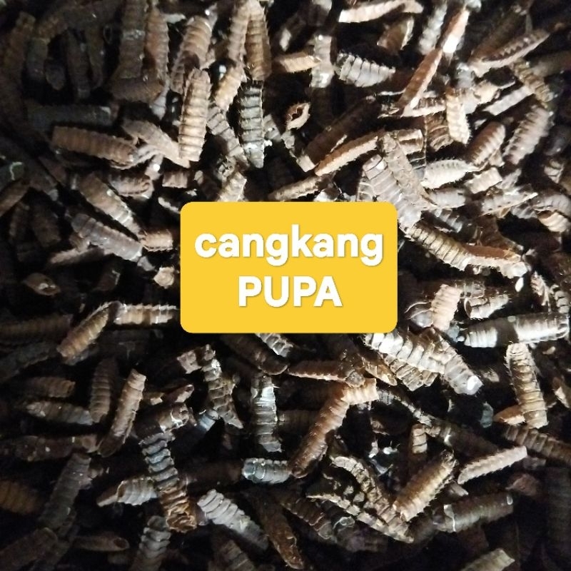 1 kg cangkang pupa maggot bsf