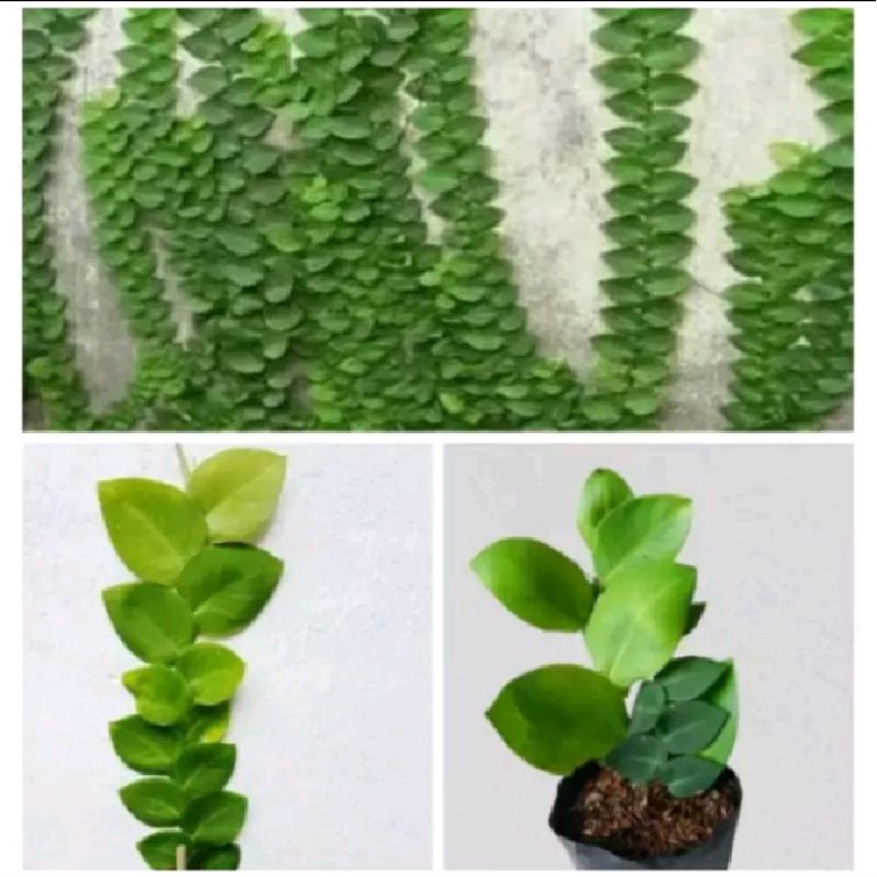 ( BISA COD ) Tanamn hidup dollar rambat daun besar