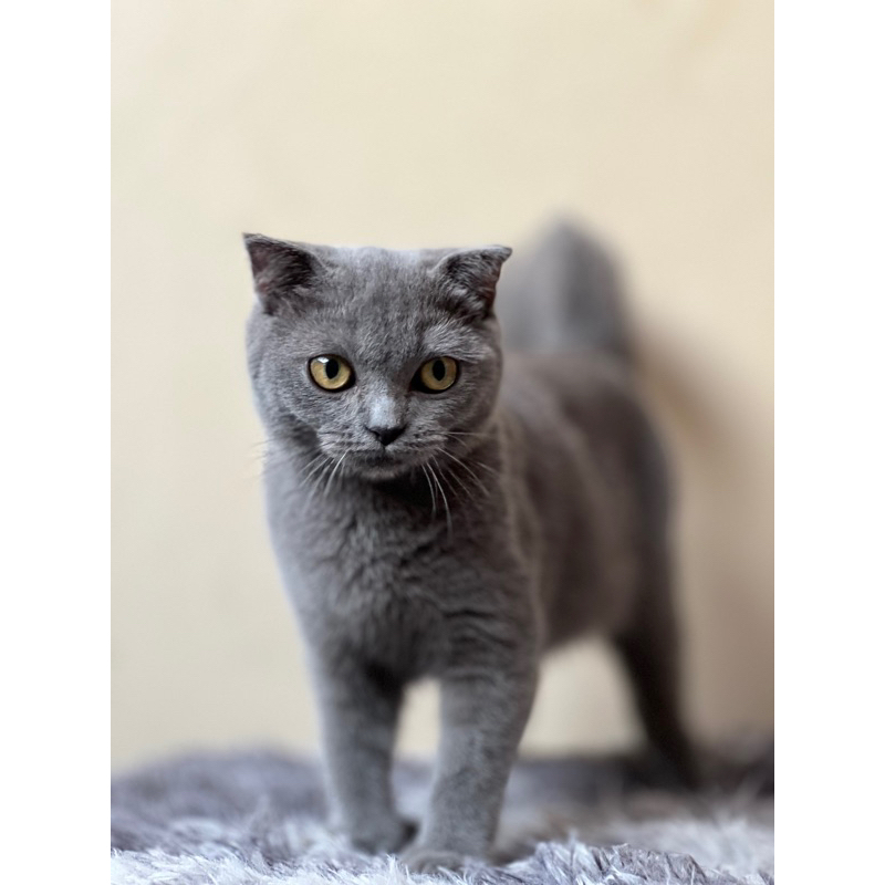 Scottish Fold Blue Solid Betin4