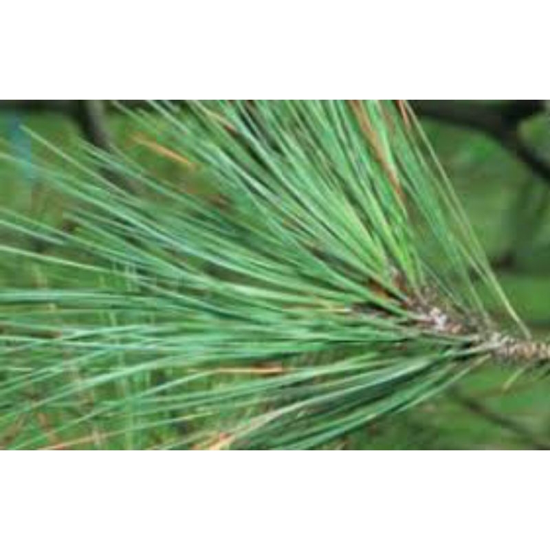 

daun pinus segar 1kg
