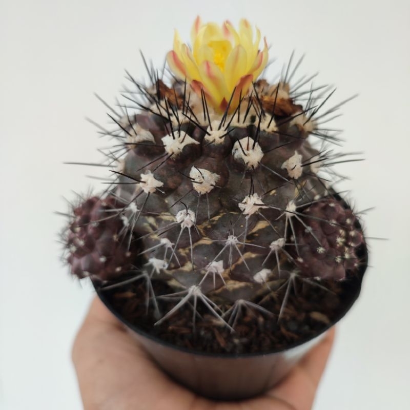 Copiapoa Paposoensis | DP 10cm | Kaktus