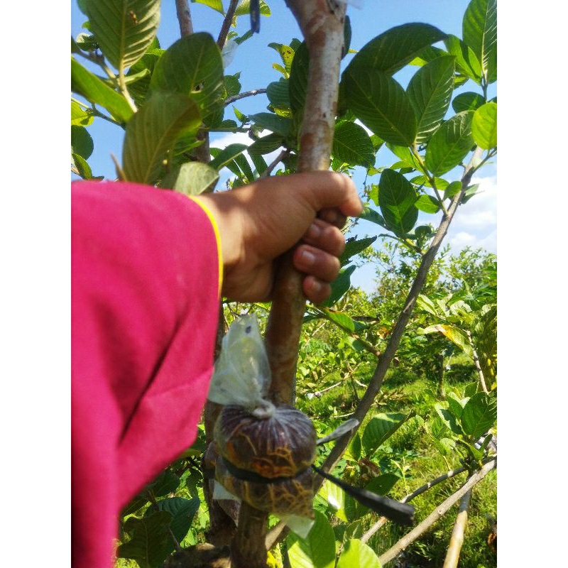 fresh cangkok jambu kristal