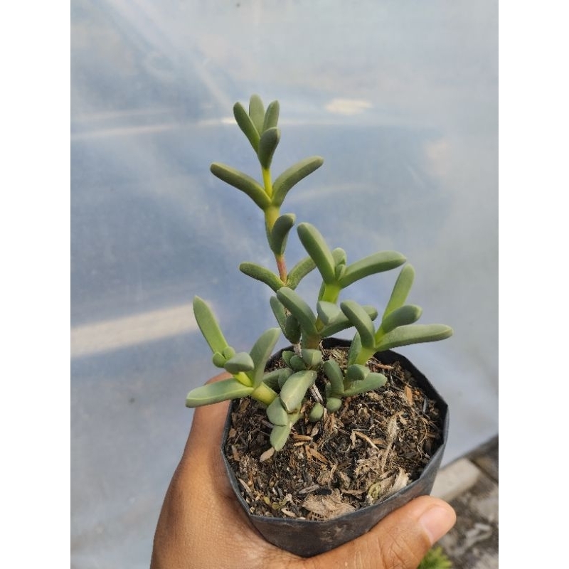 Sukulen Gantung / Corpuscularia Lehmanii