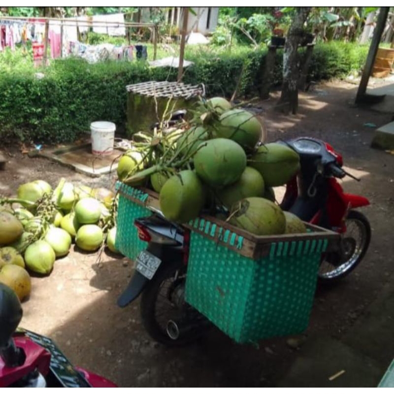 Kelapa muda segar