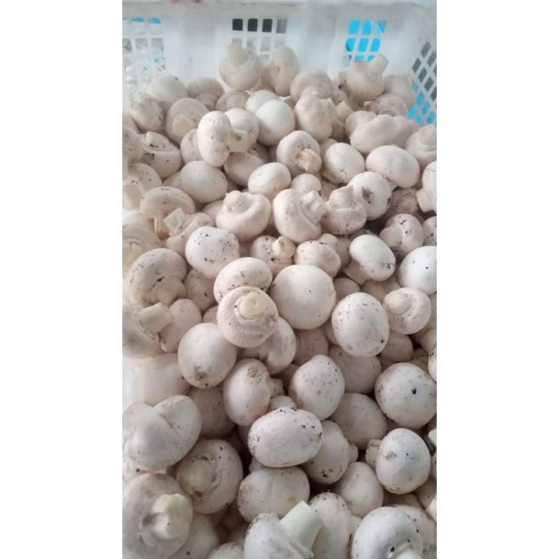 jamur champignon fresh