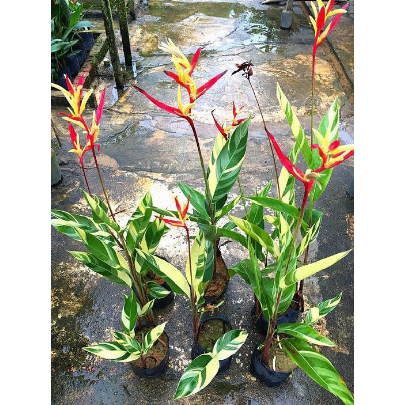 Tanaman Hias Heliconia Varigata (Heliconia Flower)