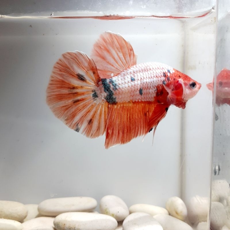 Real pict | Cupang Giant HMPK