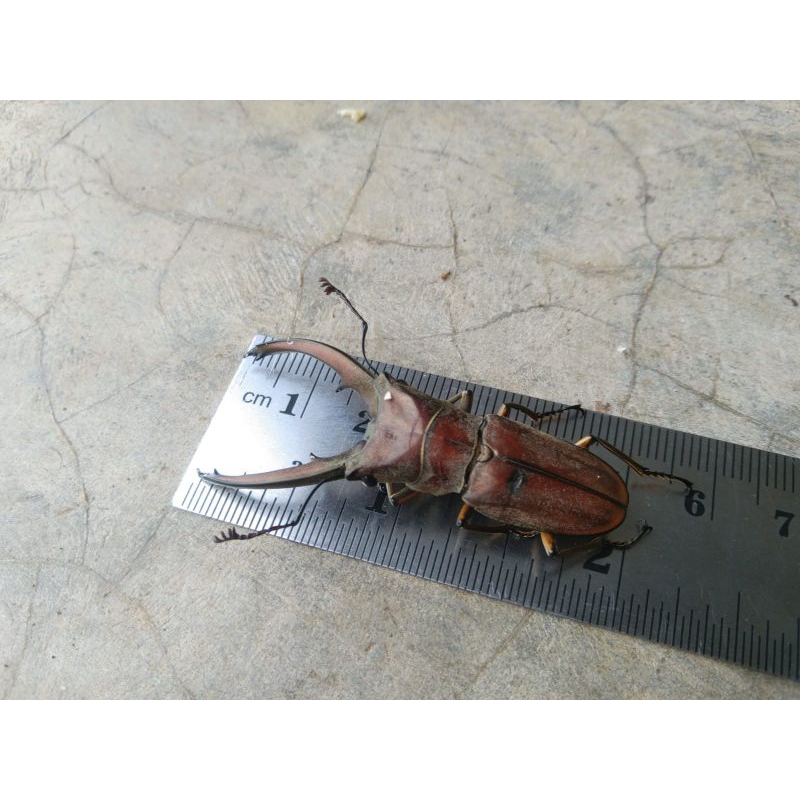 Kumbang capit hidup/stag beetle/cyclommatus elaphus