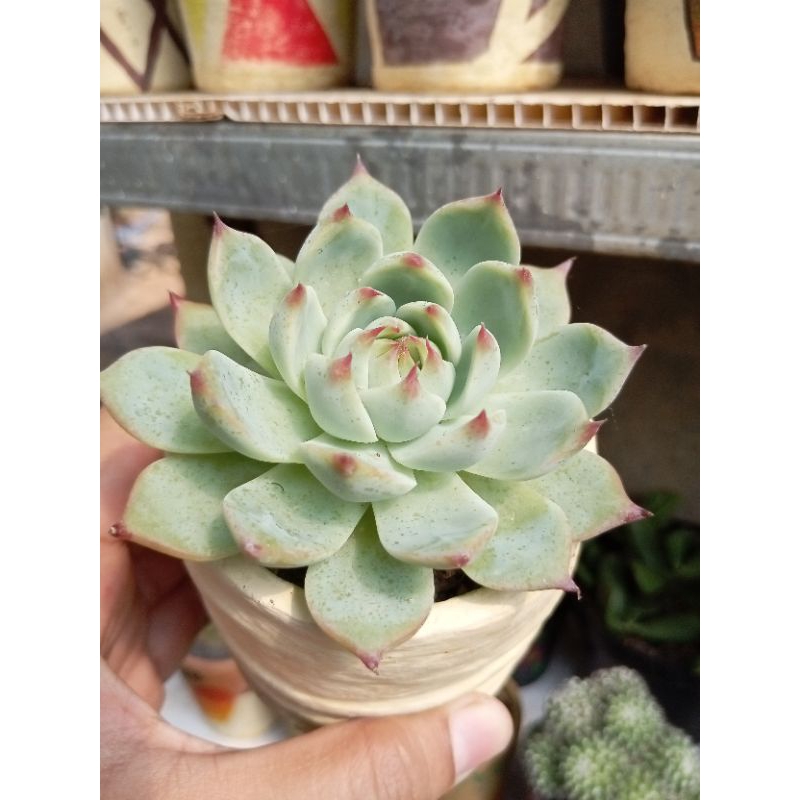 Sukulen Echeveria Cihuahuanensis / Cihuahua sukulen