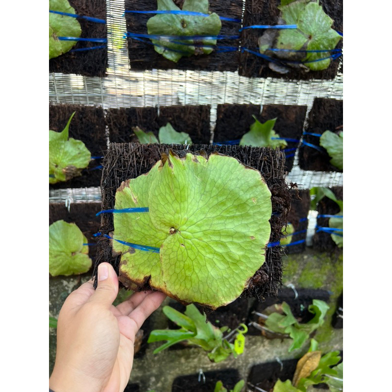 platycerium wandae papua